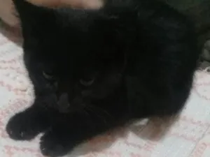 Gato raça srd idade 2 a 6 meses nome Fefê