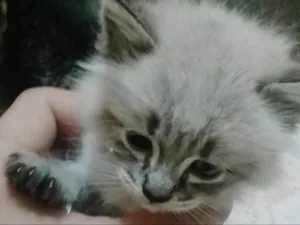 Gato raça srd idade 2 a 6 meses nome Fabi
