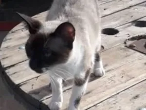 Gato raça srd idade 7 a 11 meses nome Cristina