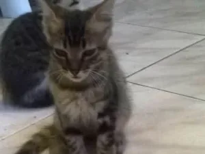 Gato raça Maine Coon idade 2 a 6 meses nome Bob