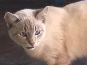 Gato raça vira-lata idade 2 a 6 meses nome sem nome