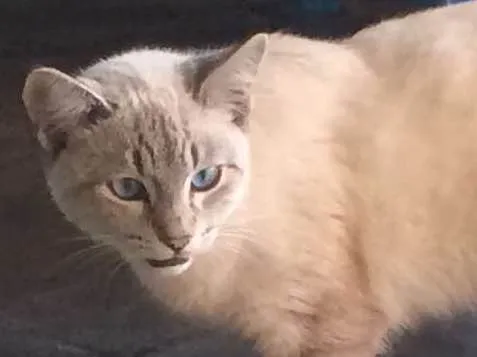 Gato ra a vira-lata idade 2 a 6 meses nome sem nome