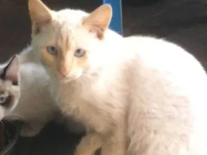 Gato raça vira- lata idade 2 a 6 meses nome sem nome