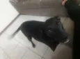 Tica