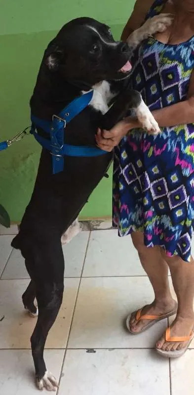 Cachorro raça BOXER idade 5 anos nome HUCK