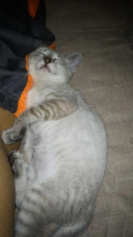 Gato ra a Vira Lata idade 7 a 11 meses nome Nina