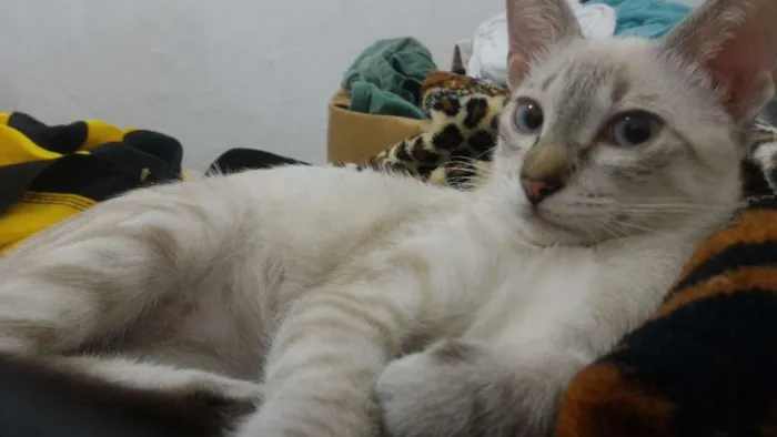 Gato ra a Vira Lata idade 7 a 11 meses nome Nina