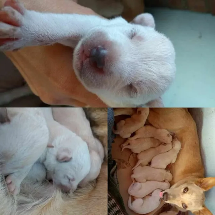 Cachorro ra a SRD idade Abaixo de 2 meses nome Filhotes