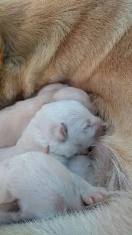 Cachorro ra a SRD idade Abaixo de 2 meses nome Filhotes