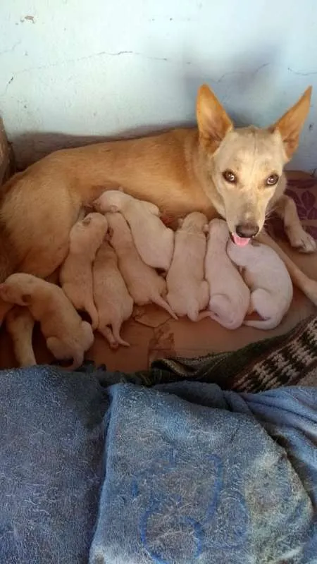 Cachorro ra a SRD idade Abaixo de 2 meses nome Filhotes