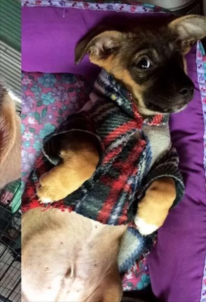 Cachorro ra a  idade 2 a 6 meses nome jubileu