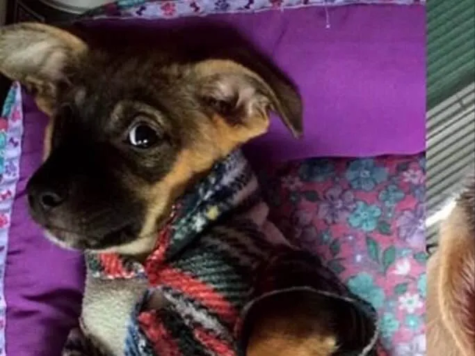 Cachorro ra a  idade 2 a 6 meses nome jubileu