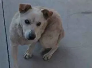 Cachorro raça NAO SEI idade 1 ano nome S/ NOME