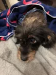 Paloma