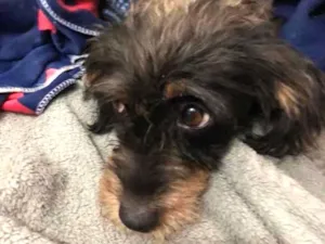 Cachorro raça SRD idade  nome Paloma
