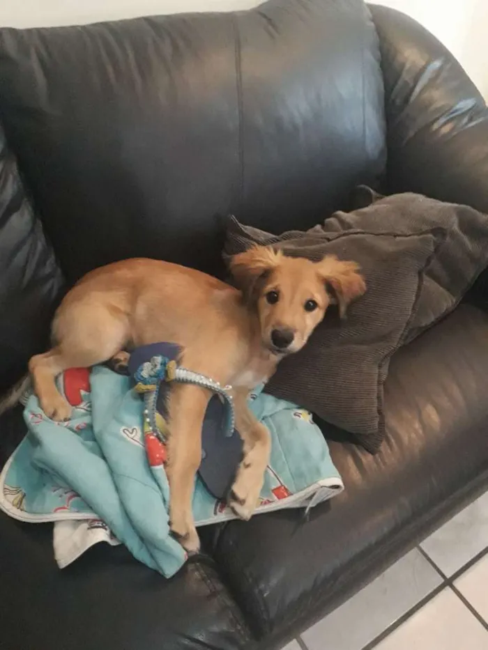 Cachorro ra a Virá Lata idade  nome Doki