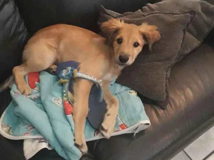 Cachorro ra a Virá Lata idade  nome Doki