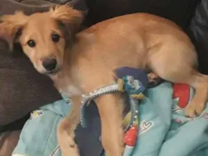 Cachorro raça Virá Lata idade  nome Doki
