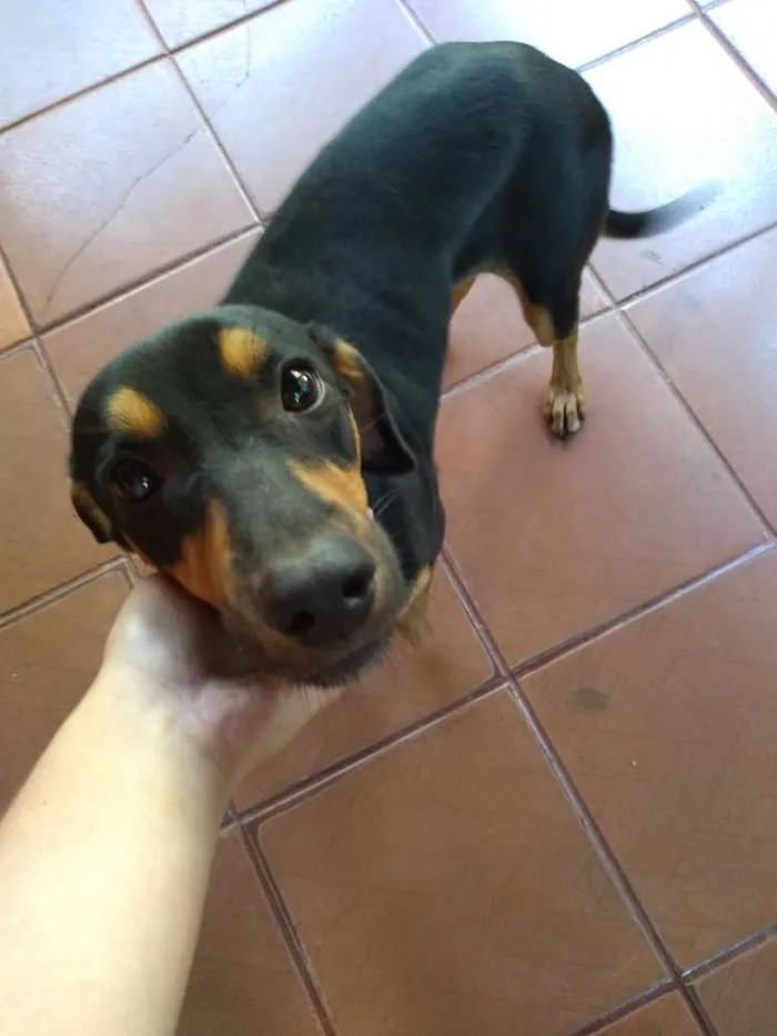 Cachorro raça Vira lata mestiço rotwlier idade 1 ano nome Belinha