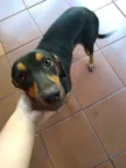 Belinha
