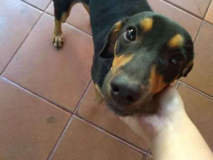 Cachorro raça Vira lata mestiço rotwlier idade 1 ano nome Belinha