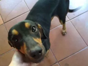 Cachorro raça Vira lata mestiço rotwlier idade 1 ano nome Belinha