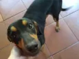 Belinha