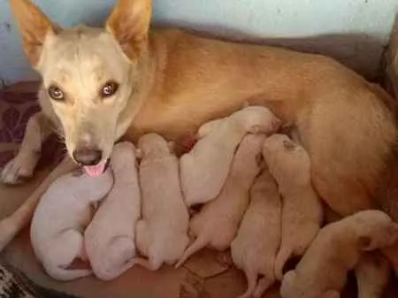 Cachorro ra a SRD idade Abaixo de 2 meses nome Filhotes