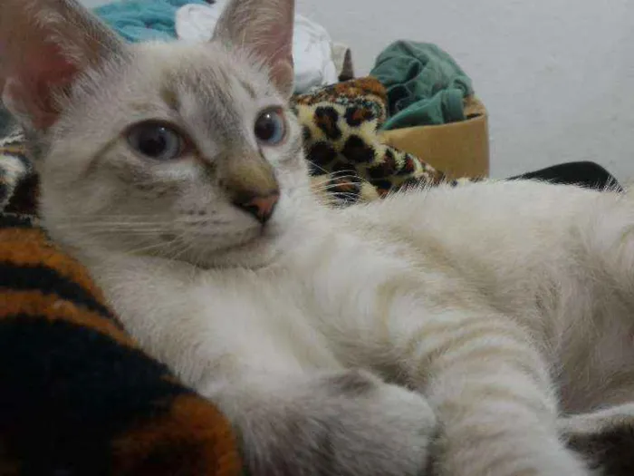 Gato ra a Vira Lata idade 7 a 11 meses nome Nina