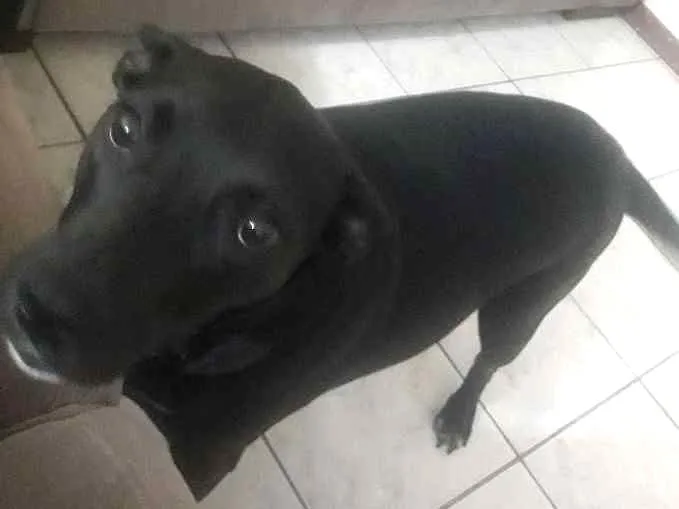 Cachorro ra a Vira-lara (pittbul/capa preta) idade 3 anos nome Tica