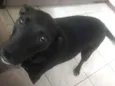 Tica