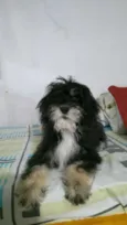 Dulce
