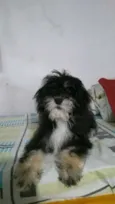 Dulce