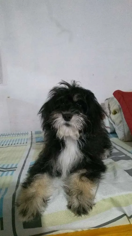 Cachorro ra a Não sei dizer idade 2 a 6 meses nome Dulce