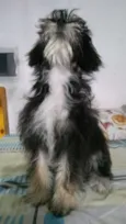Dulce