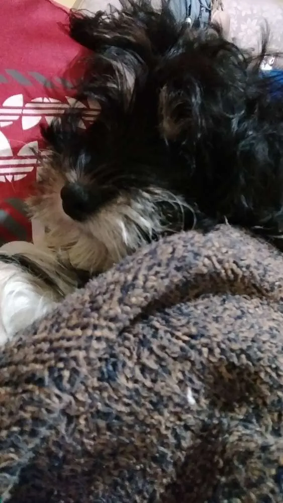 Cachorro ra a Não sei dizer idade 2 a 6 meses nome Dulce