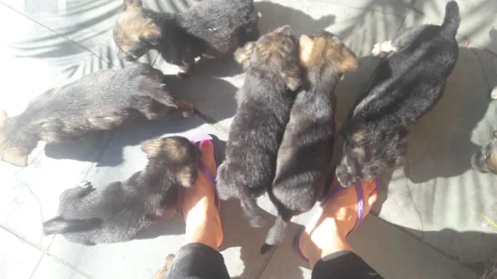 Cachorro ra a Viralata idade Abaixo de 2 meses nome Cao 