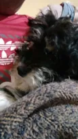Dulce