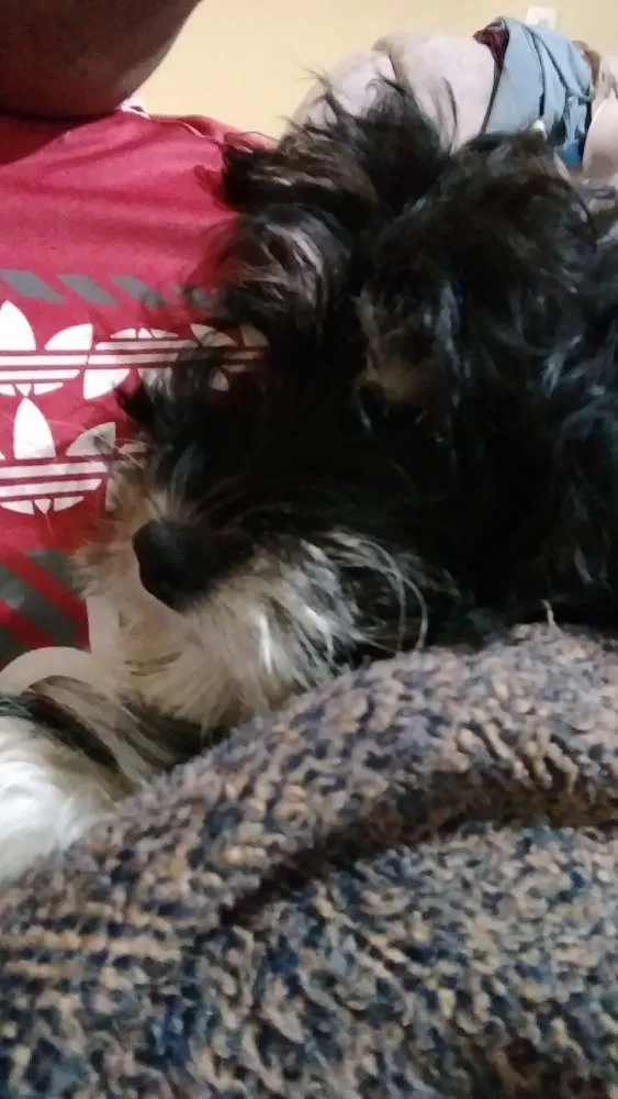 Cachorro ra a Não sei dizer idade 2 a 6 meses nome Dulce
