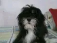 Dulce