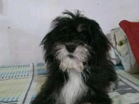 Cachorro ra a Não sei dizer idade 2 a 6 meses nome Dulce