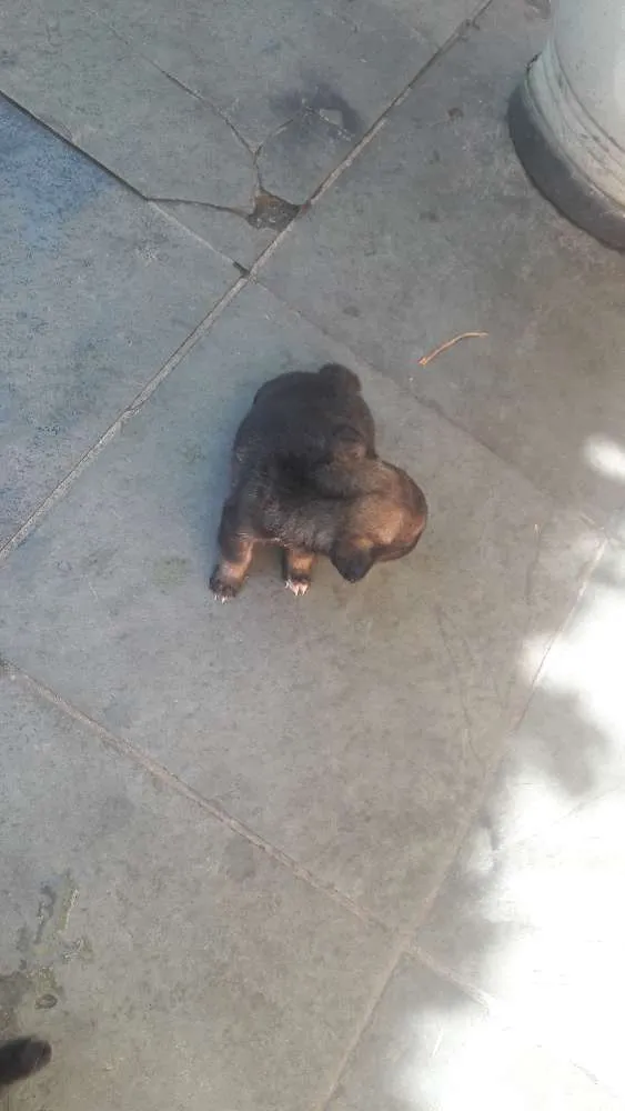 Cachorro ra a Viralata idade Abaixo de 2 meses nome Cao 