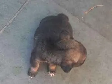 Cachorro ra a Viralata idade Abaixo de 2 meses nome Cao 
