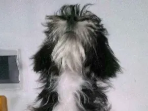 Cachorro raça Não sei dizer idade 2 a 6 meses nome Dulce