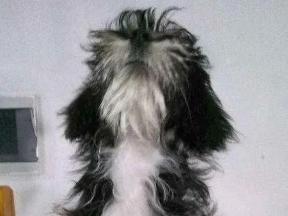 Cachorro ra a Não sei dizer idade 2 a 6 meses nome Dulce