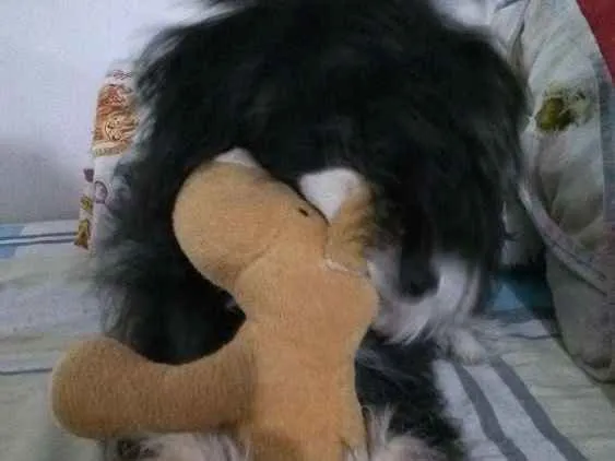 Cachorro ra a Não sei dizer idade 2 a 6 meses nome Dulce