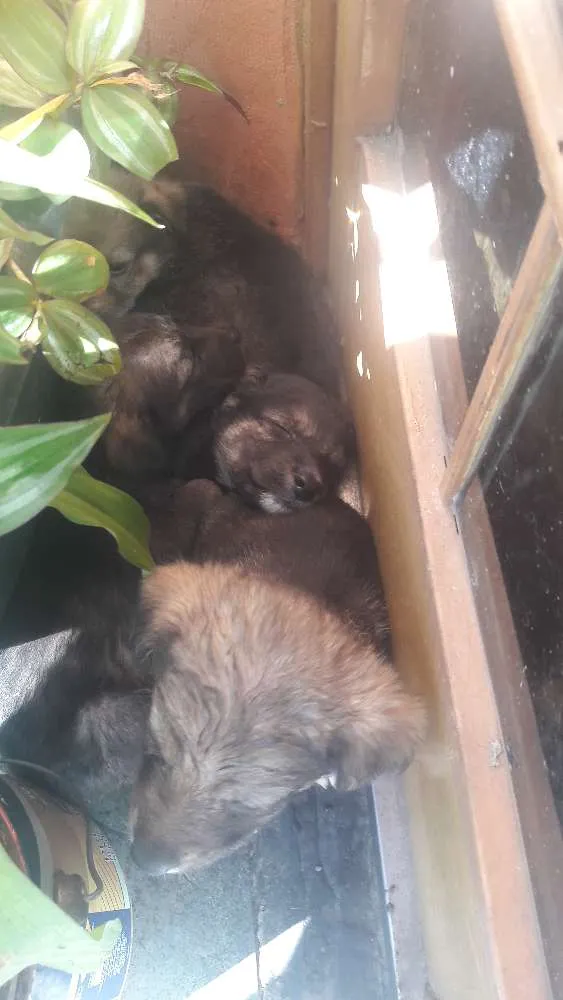 Cachorro ra a Viralata idade Abaixo de 2 meses nome Cao 