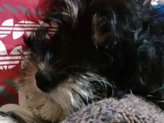 Cachorro ra a Não sei dizer idade 2 a 6 meses nome Dulce