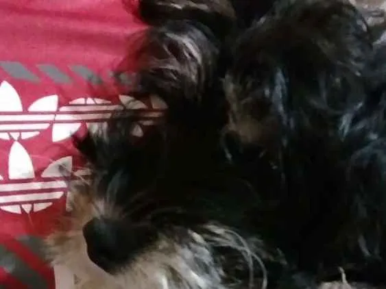 Cachorro ra a Não sei dizer idade 2 a 6 meses nome Dulce