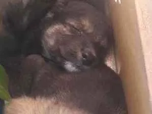 Cachorro ra a Viralata idade Abaixo de 2 meses nome Cao 